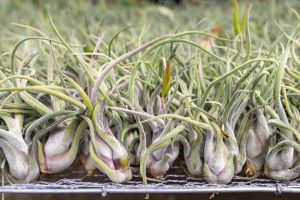 Tillandsia Caput Medusae