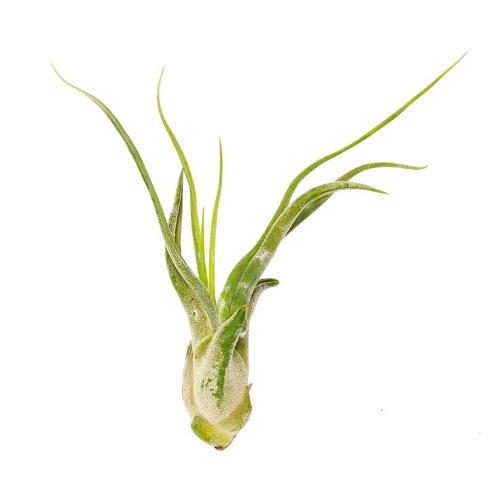 Tillandsia Caput Medusae