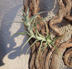 Tillandsia Diaguitensis