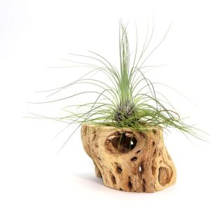 Tillandsia Filifolia