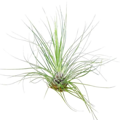 Tillandsia Filifolia