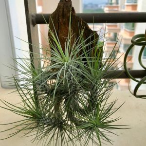 Tillandsia Funckiana 