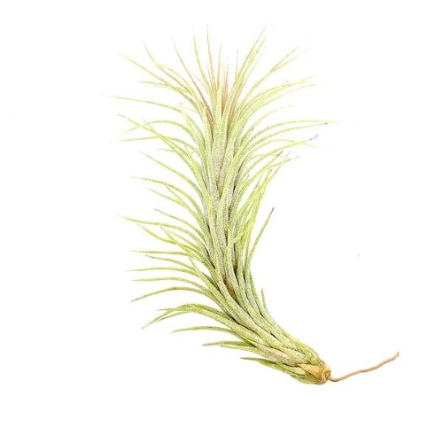 Tillandsia Funckiana