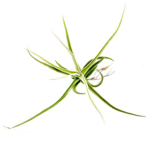 Tillandsia Glabrior