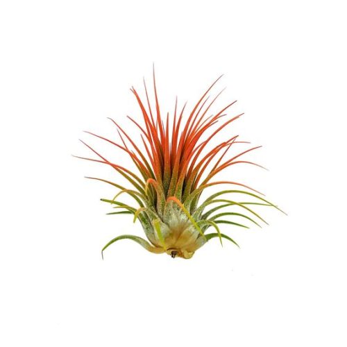 Tillandsia Ionantha