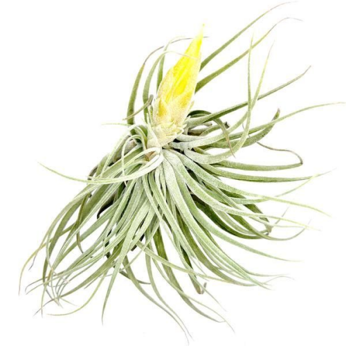 Tillandsia Matudae