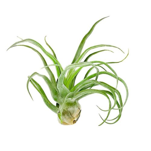 Tillandsia Streptophylla