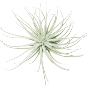 Tillandsia Tectorum Ecuador