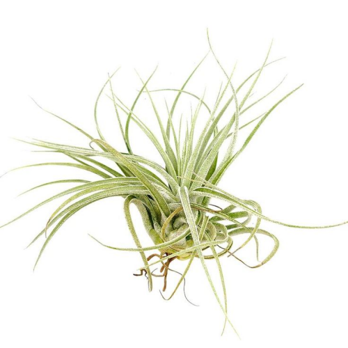 Tillandsia Velickiana