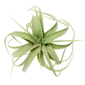 Tillandsia Xerographica