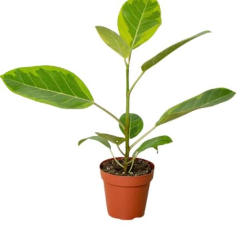 Yellow Gem Ficus