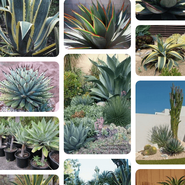 Agave soil requirements