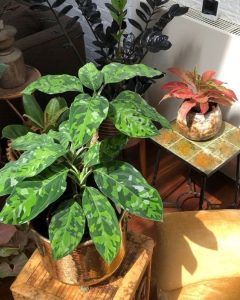 Aglaonema Pictum Tricolor