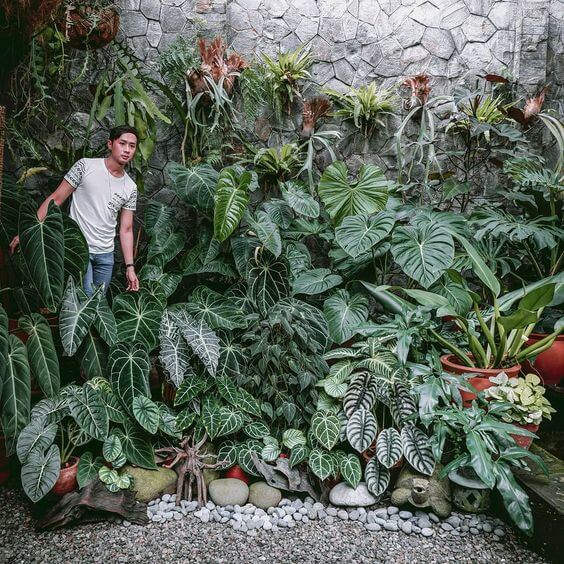 Pruning Alocasia after flowering