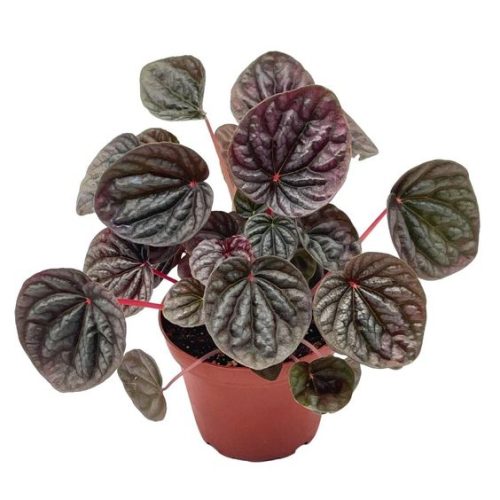 Bubble Bloom Red Emerald Ripple Peperomia