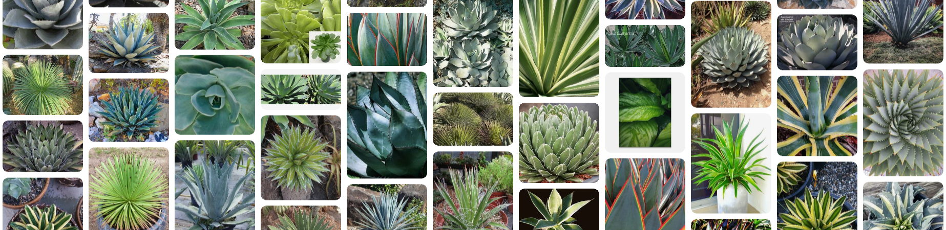 Best Soil Type for Foxtail Agave