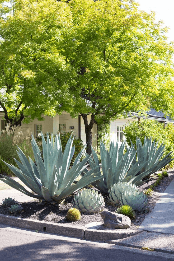 Best Growing Conditions for Caribbean Agave