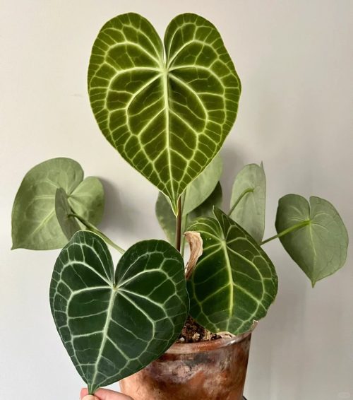 Anthurium Regale Planting on the balcony