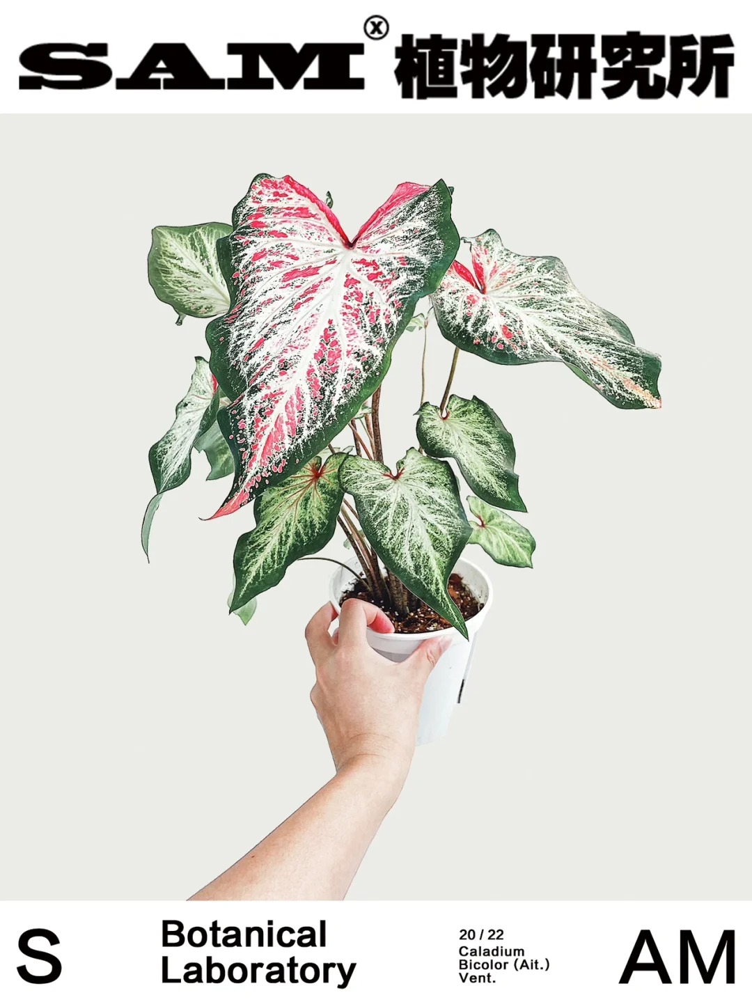 Things to note when growing taro Caladium