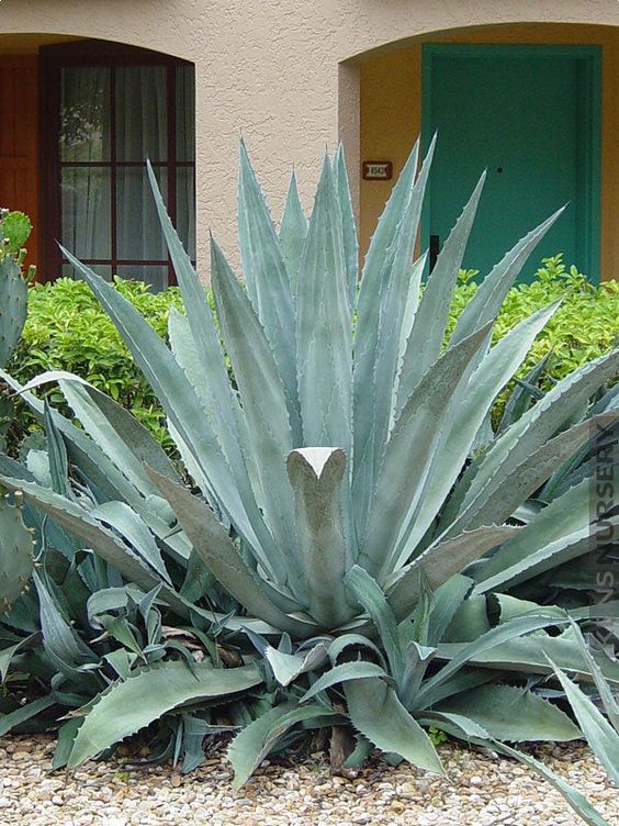 Agave plant from sixty million years ago