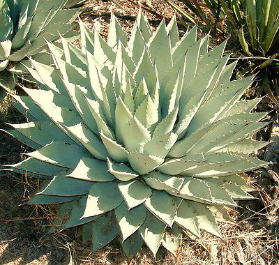 What kind of plant is agave