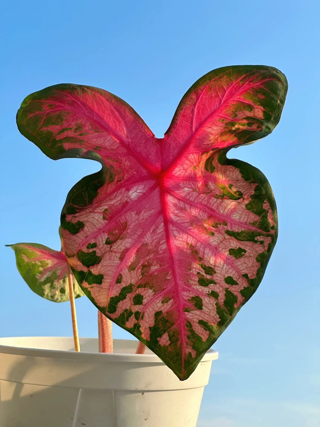 The protagonist of the leaf begonia combination potted plant