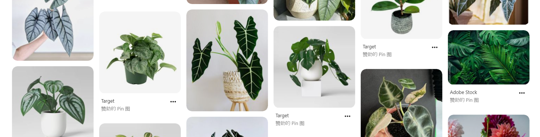 A plant with a very unique shape and large leaves called “Alocasia”