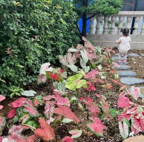 Beauty and Care of Aglaonema Pink Princess