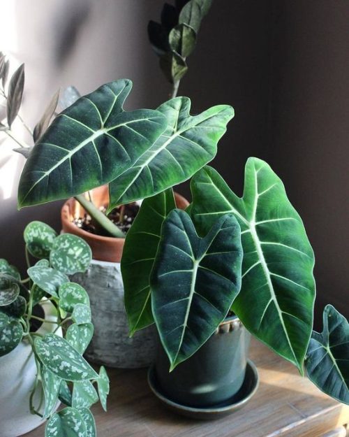 The main characteristics of Philodendron