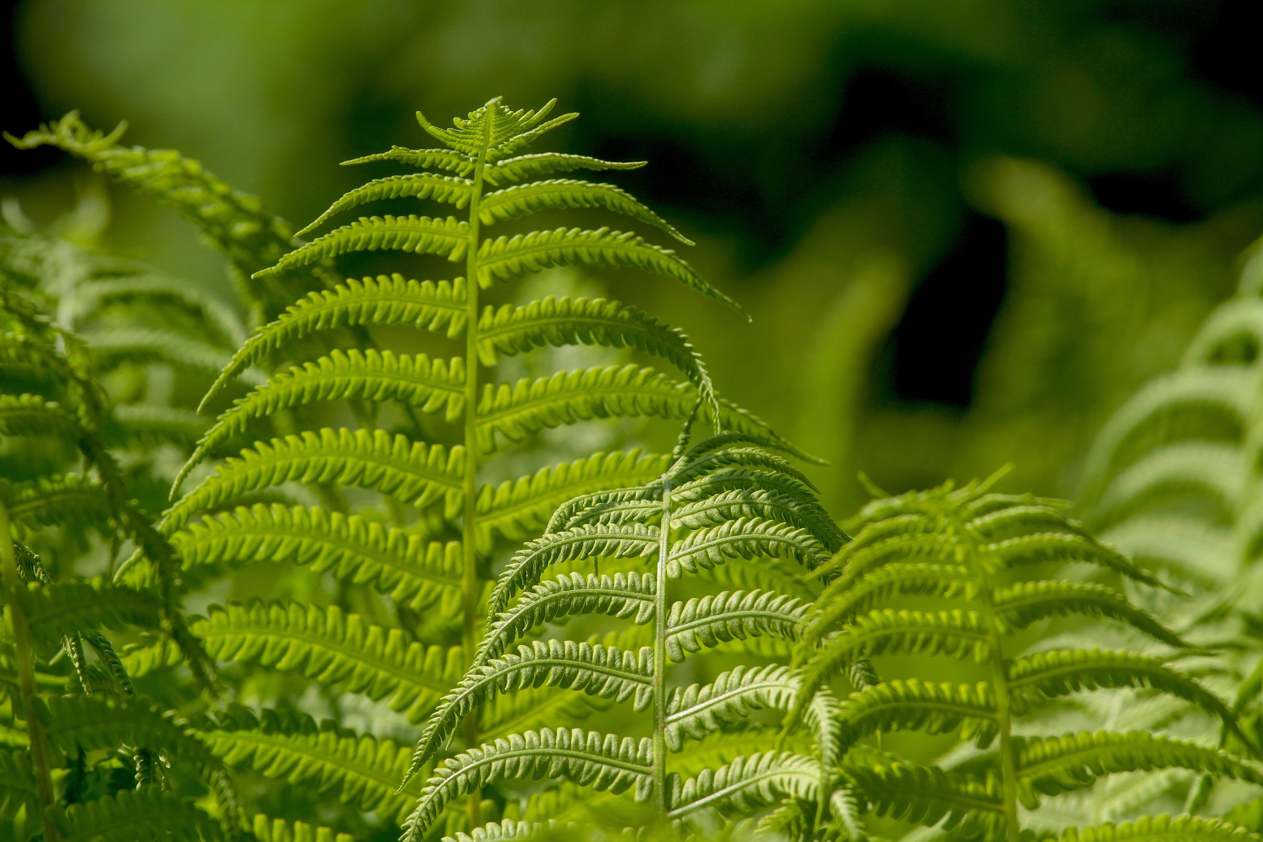 Winter Ferns Care and Maintenance