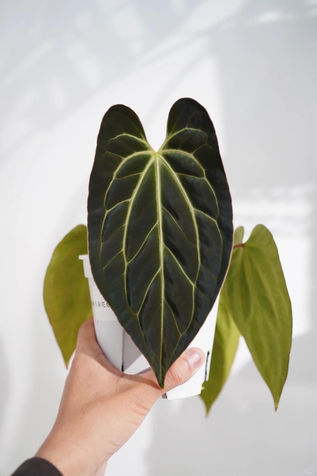 Caring for Anthurium Clarinervium