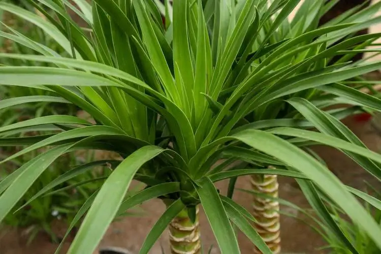 Tips for keeping Dracaena Arborea healthy in winter